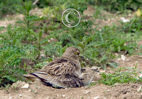 Stone Culew and Chick